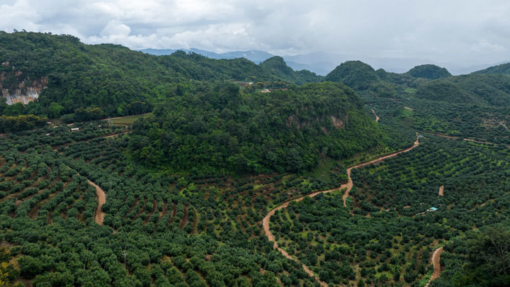 云南省普洱市孟连县娜允镇南雅牛油果种植基地一景（2023年9月20日摄）。
