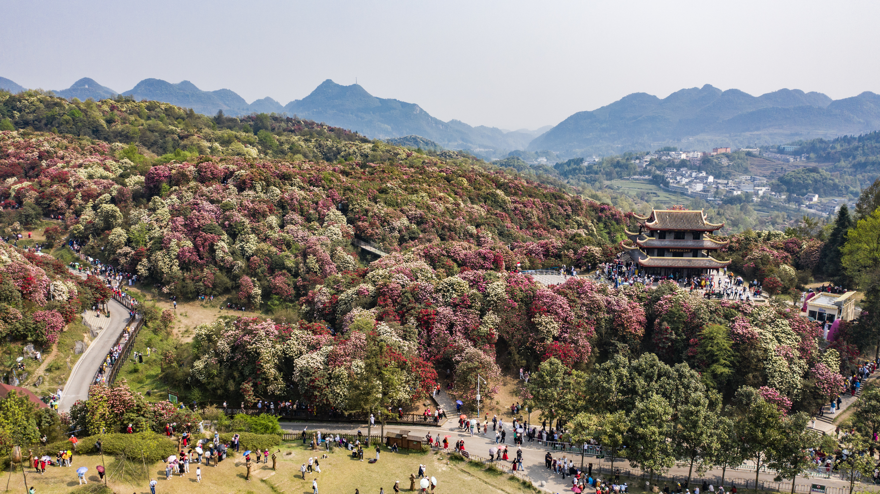 游客在百里杜鹃景区观赏杜鹃花（无人机照片）。新华社记者 陶亮 摄