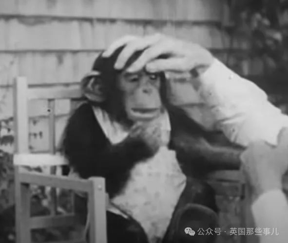 被绑在转椅上的Gua,图片来自Youtube