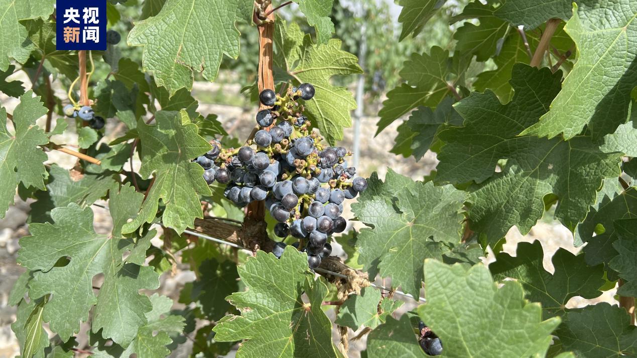 塞上江南写新篇丨“土特产”持续“翻新”谱写民族团结发展新篇章