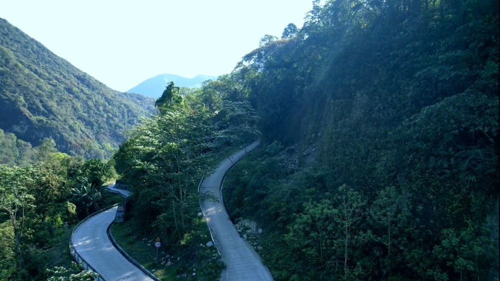 蜿蜒而上的革林茶场道路 郭得敏 摄