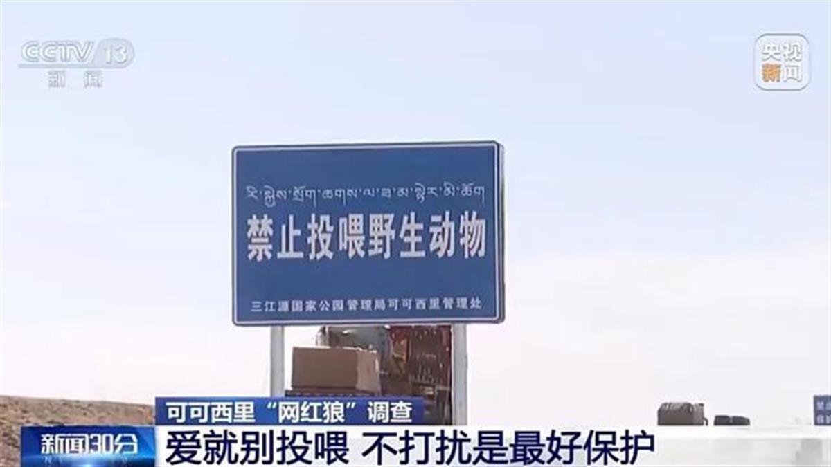 “可可西里网红狼”被大货车压死?工作人员:都是投喂惹的祸
