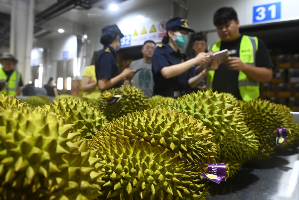 2024年8月26日，工作人员在广西凭祥市友谊关口岸海关查验平台查验一批进口榴莲。友谊关口岸是东盟水果进入中国的重要陆路通道。