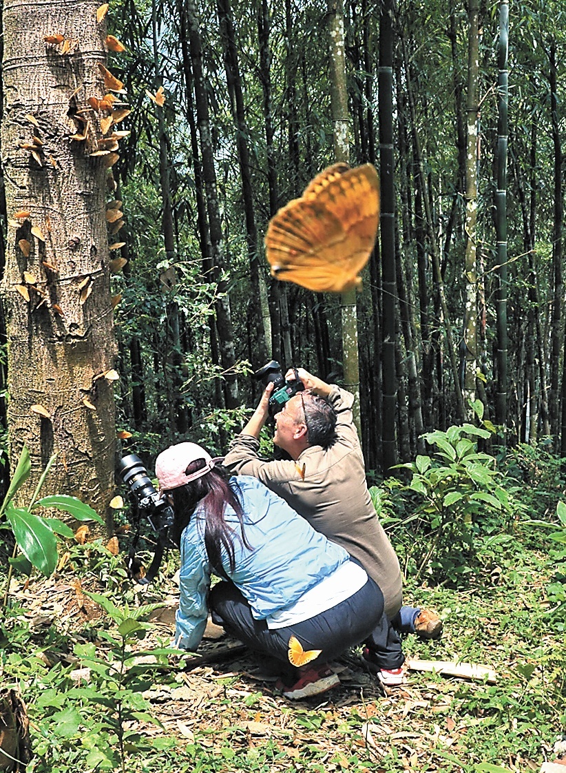 游客在蝴蝶谷观光拍照。