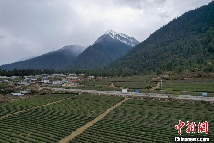 12月13日，西藏林芝波密县易贡茶场雪山、茶田风光。(无人机画面) 中新社记者 江飞波 摄