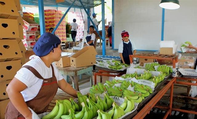 菲律宾肠子要悔青了，对华香蕉出口锐减，把大好机会白白给作没了