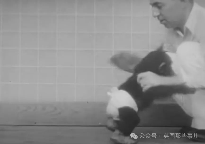 穿着人类的鞋和尿布的Gua,图片来自Youtube