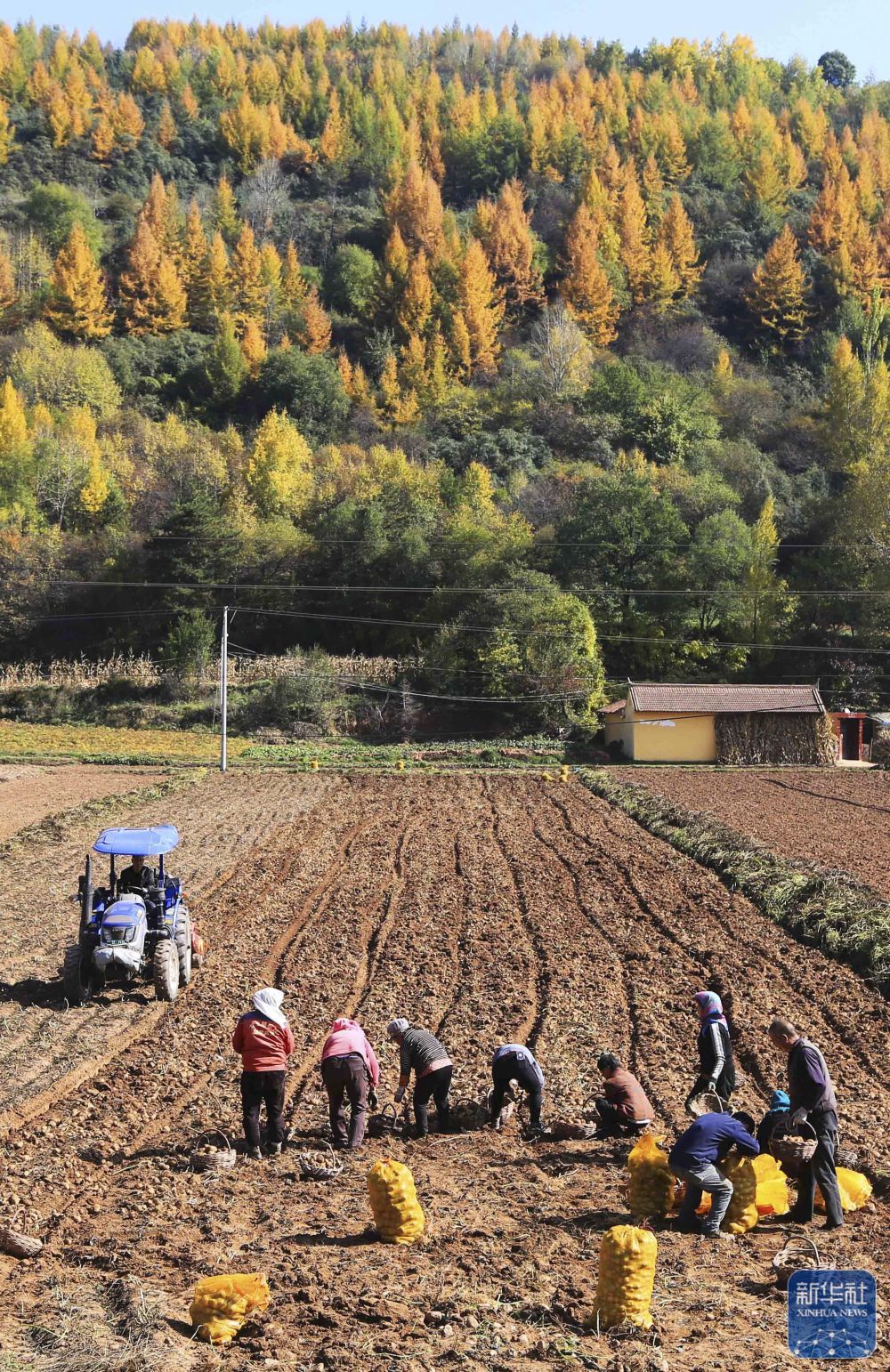 10月15日在甘肃省定西市渭源县拍摄的秋景。新华社发（王克贤摄）