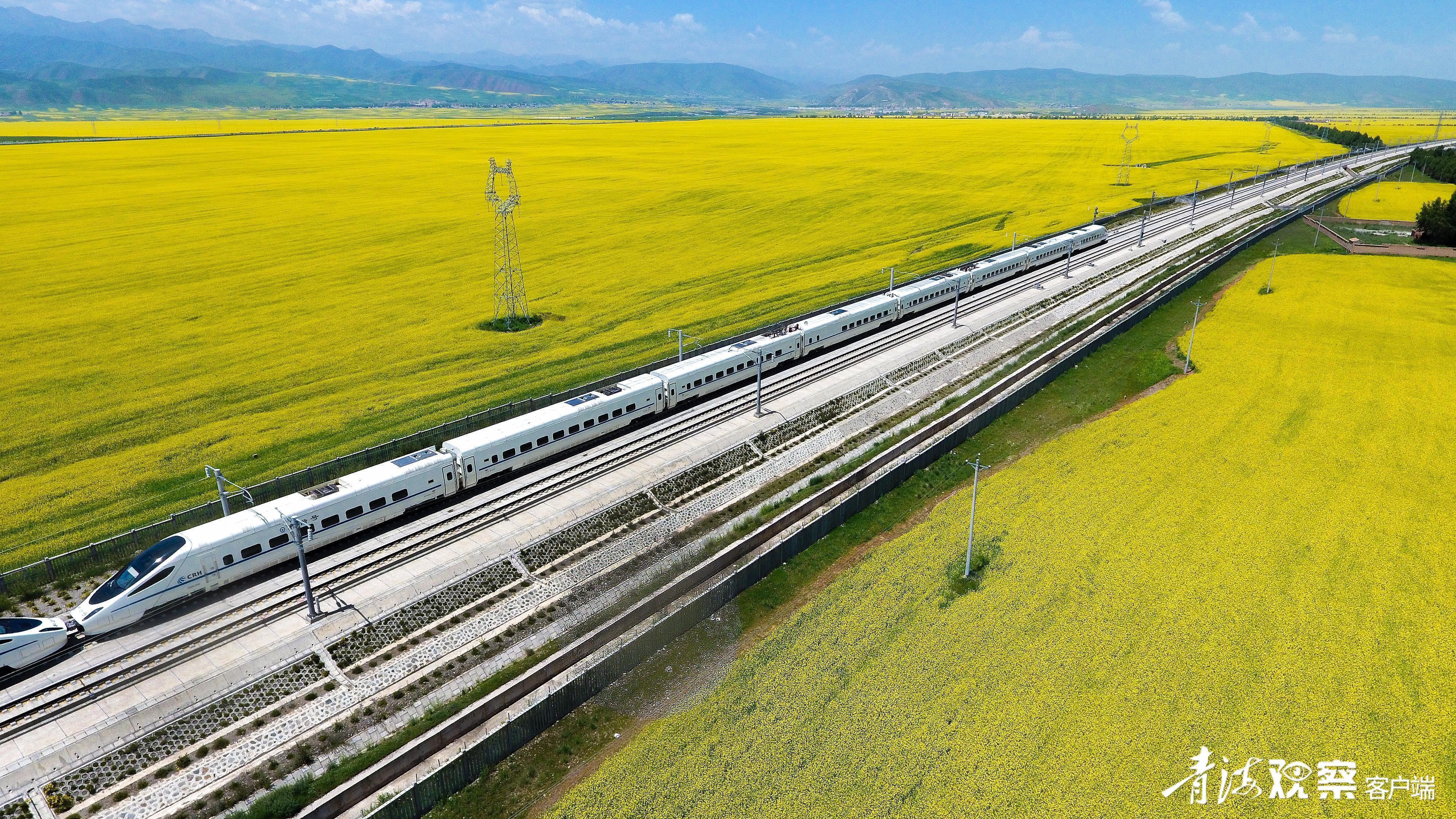 门源油菜花海。张海麟摄