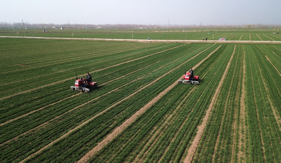 山东省汶上县，农民驾驶农机在高标准农田里进行小麦春季管护作业（2024年3月13日摄，无人机照片）。新华社记者 徐速绘 摄
