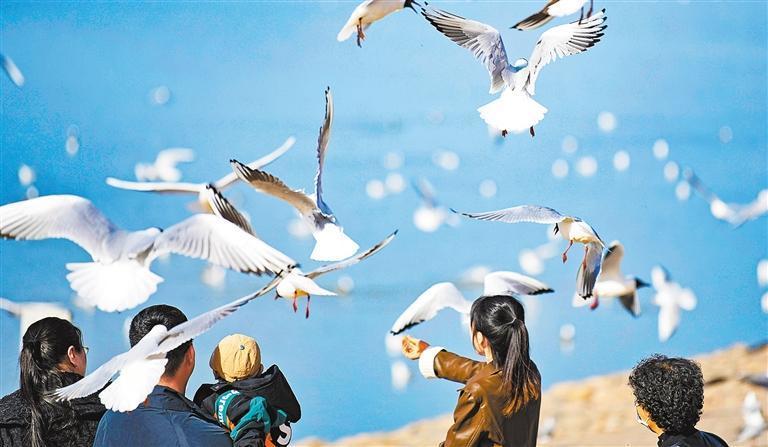 李志军摄   (中经视觉)3月24日,南京林业大学校园内樱花盛开,灿若