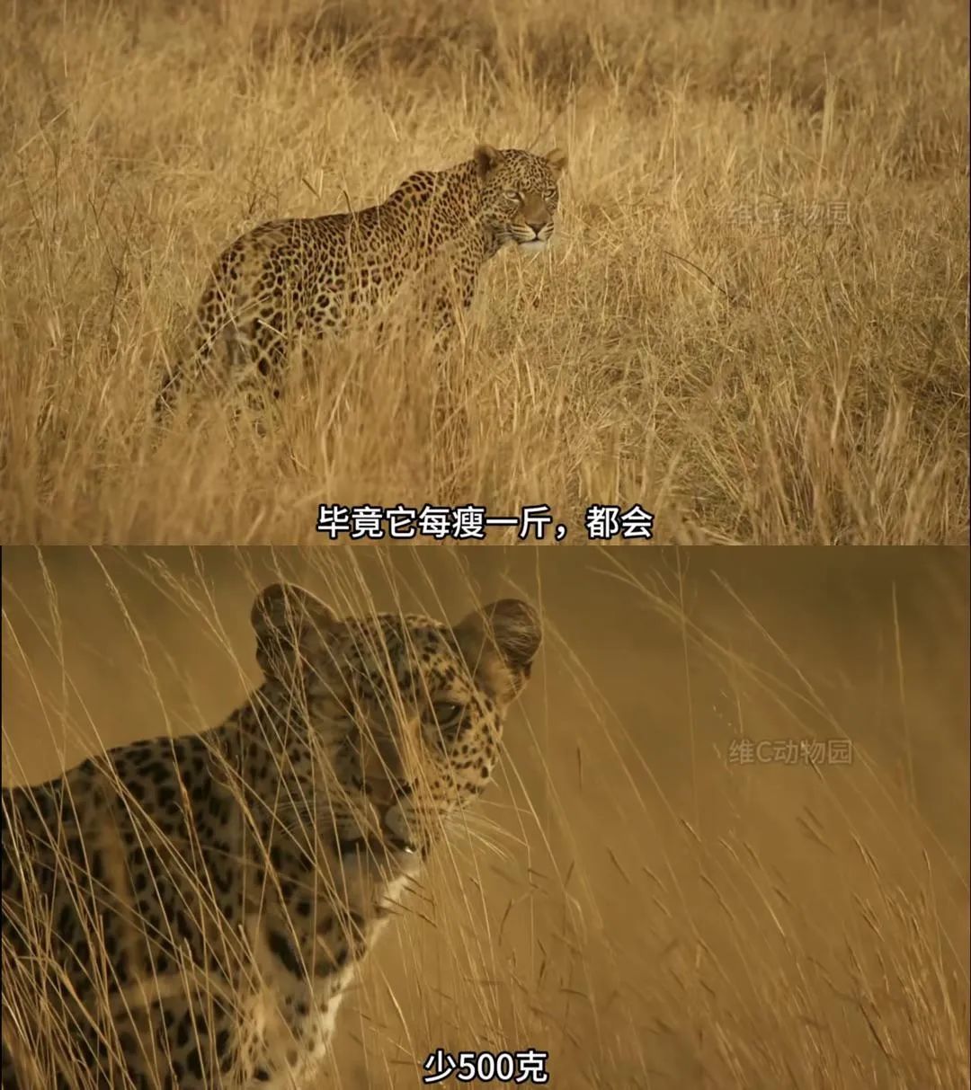 猎豹游戏模拟器追攻击安卓版游戏APK下载, image size:1080x1213