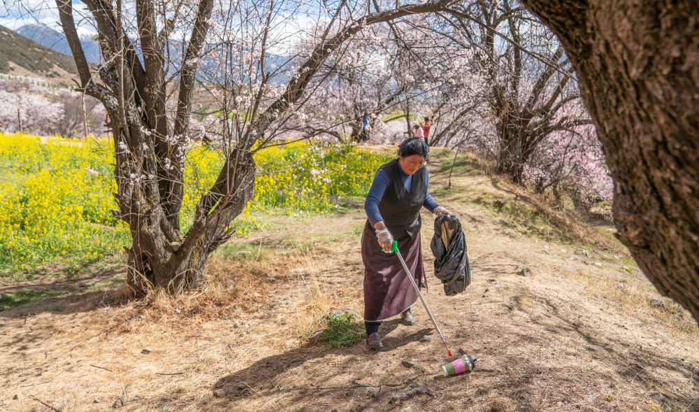 尼玛曲吉在嘎拉村桃花园里捡拾垃圾。新华社记者丁增尼达 摄