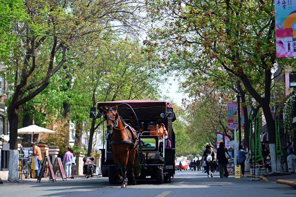一辆载着游客的观光马车行驶在五大道街区（4月13日摄）。