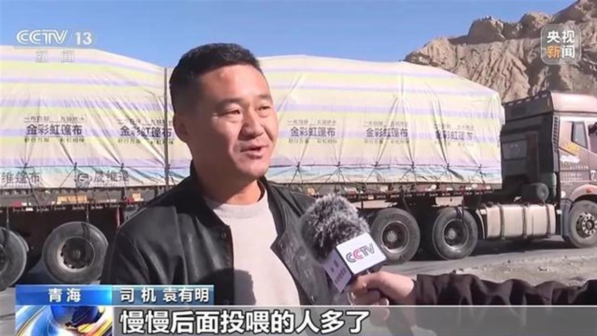 “可可西里网红狼”被大货车压死?工作人员:都是投喂惹的祸