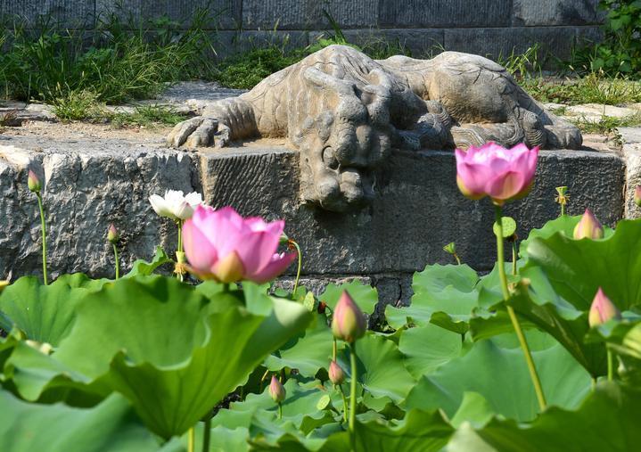万宁桥位于北京地安门外大街中部、什刹海东岸，是北京中轴线上最古老的桥梁，至今已有700多年历史。近年来，北京市持续为万宁桥“瘦身减负”，桥体风貌得以完整展现，方便游客走近欣赏，深入了解古桥承载的价值和内涵。这是2023年7月18日拍摄的北京万宁桥桥东的镇水兽。