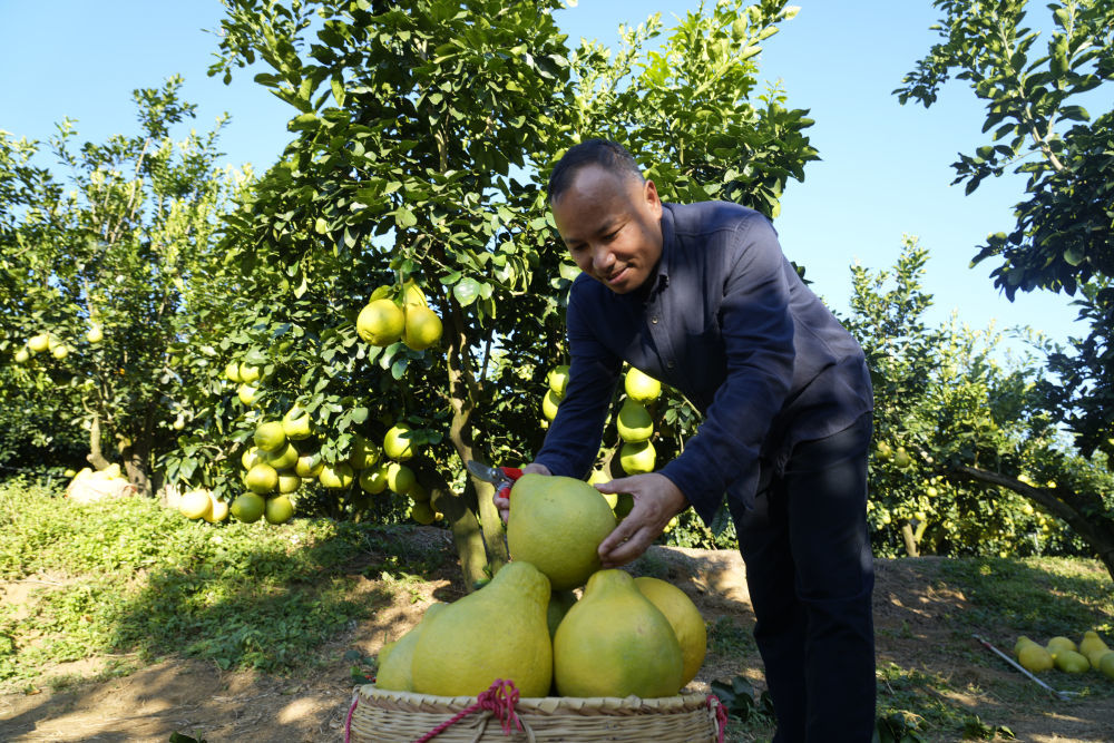 2025年11月7日,柚农在梅州南福金柚种植基地将采摘的柚子装筐。