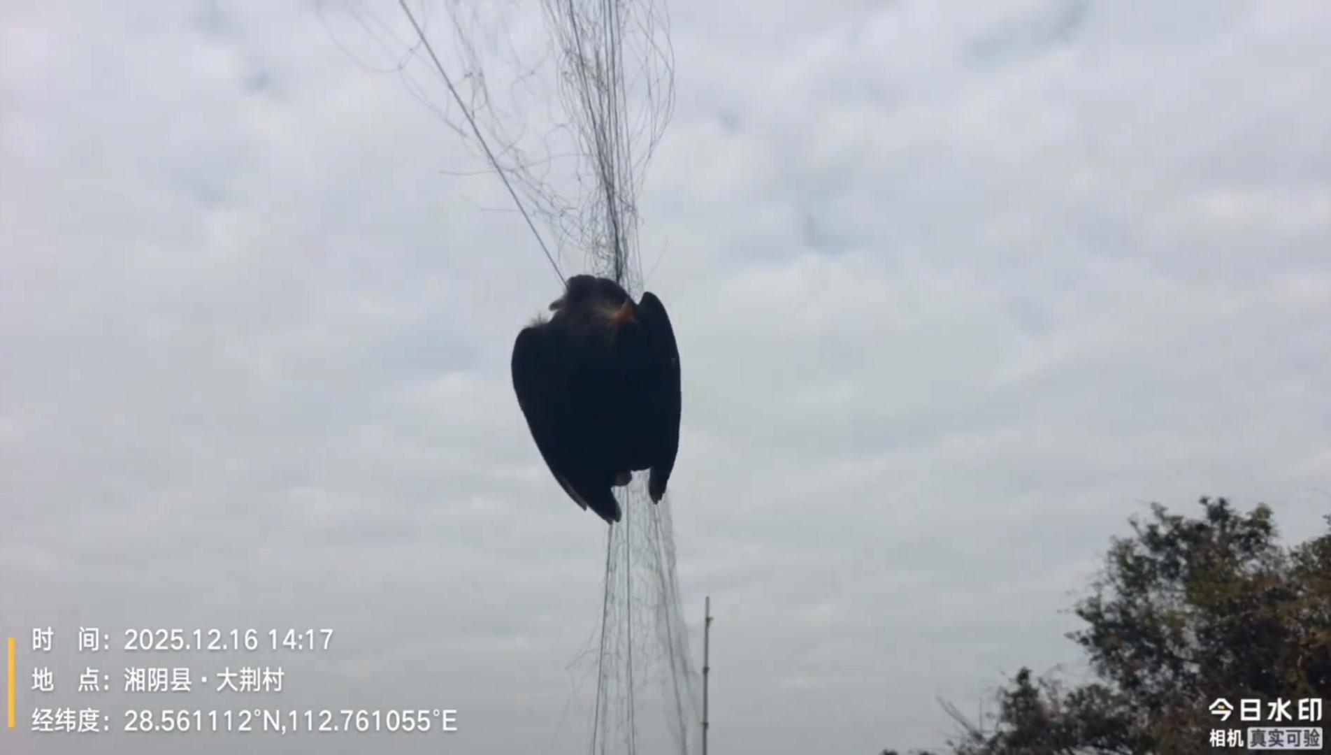 ▲鸟网上挂着鸟。志愿者视频截图