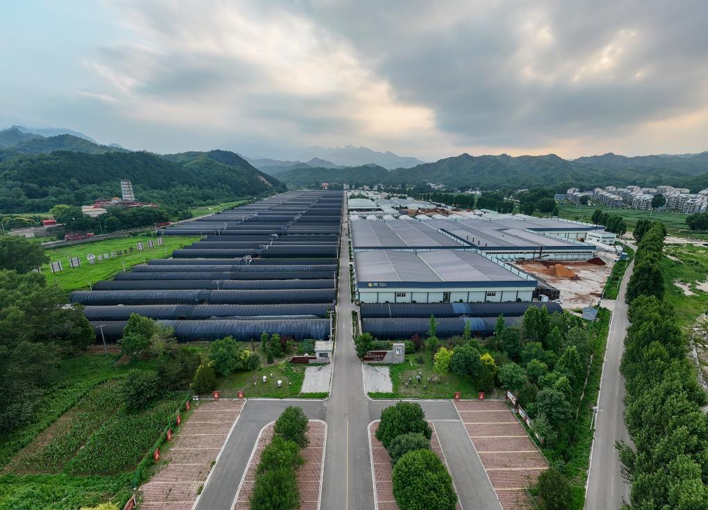 这是7月4日拍摄的阜平县天生桥镇食用菌产业核心园区（无人机照片）。新华社记者 李鑫 摄