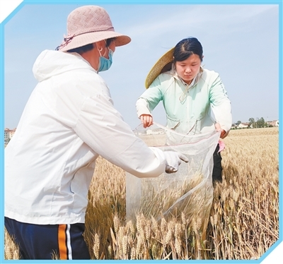 李玥垟(右)为当地农户测产。周金立摄(人民视觉)