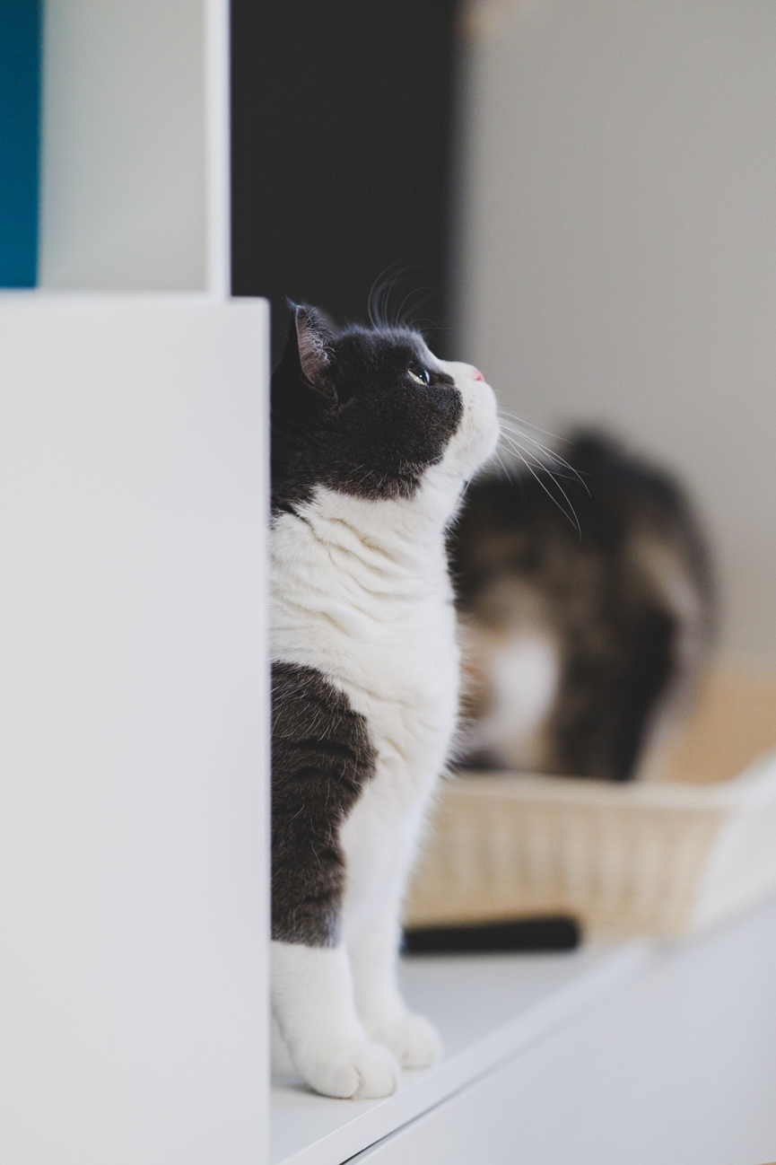 EOS R6 Mark II / RF85mm F/1.2 L USM / f/1.2 1/1000秒 ISO2500