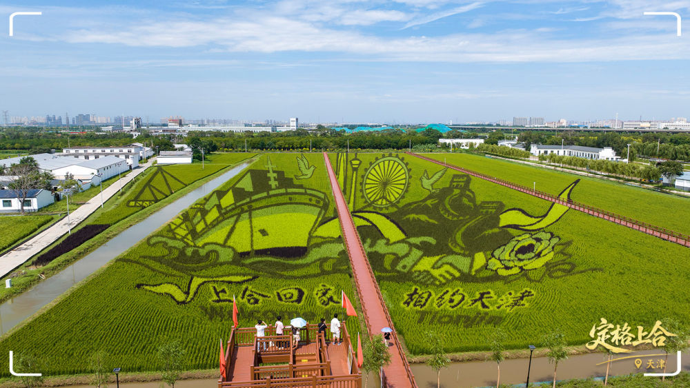天津市津南区小站镇会馆村的一幅“上合”主题稻田画。