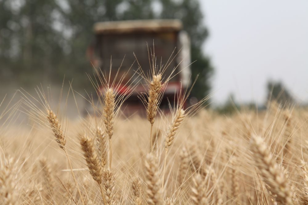 6月2日，农机手驾驶联合收割机在山东省聊城市茌平区贾寨镇草林张村麦田里收割小麦。新华社发（赵玉国摄）