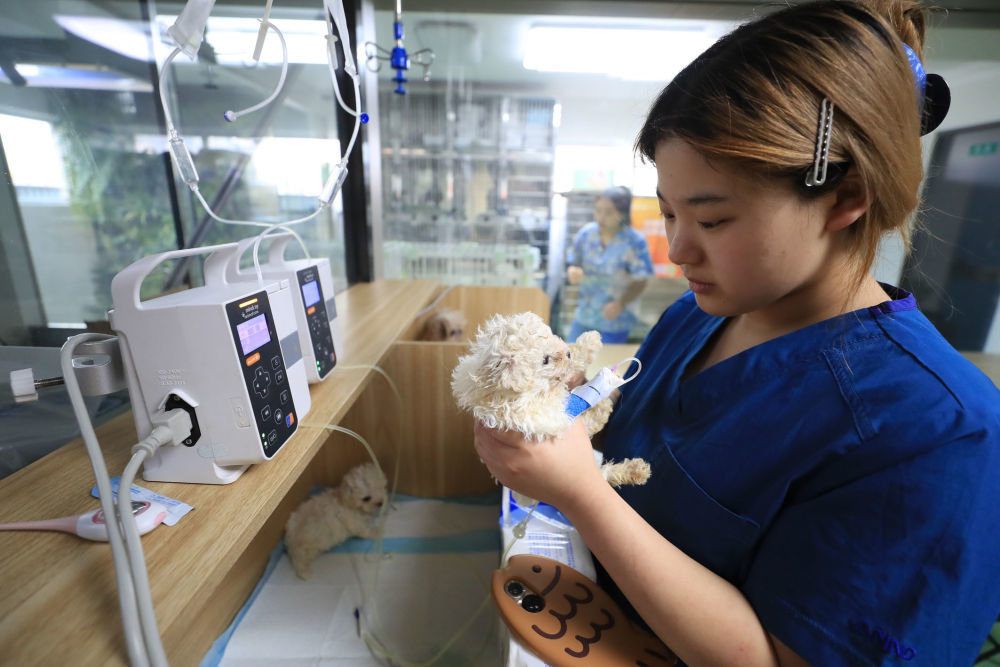 近年来,辽宁省鞍山市聚焦宠物经济,形成宠物箱包制造、食品加工、洗护美容等协同发展的特色产业集群,为这座传统工业城市增添新的产业活力。图为在鞍山市铁西区一家宠物医院,工作人员照顾生病的小狗。新华社记者 杨青 摄