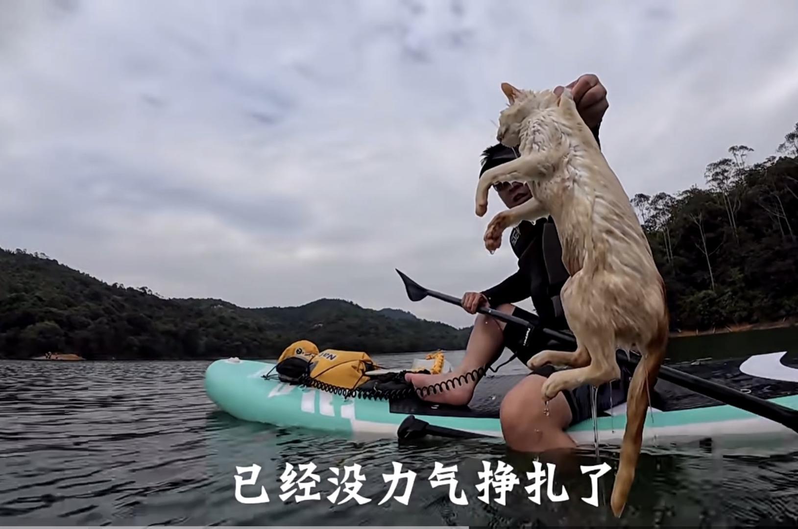 ▲路人劃槳板救援 視頻截圖