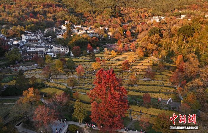 2024年11月11日，初冬时节，黄山市黟县塔川村景色斑斓。(资料图 无人机照片) 中新社记者 韩苏原 摄