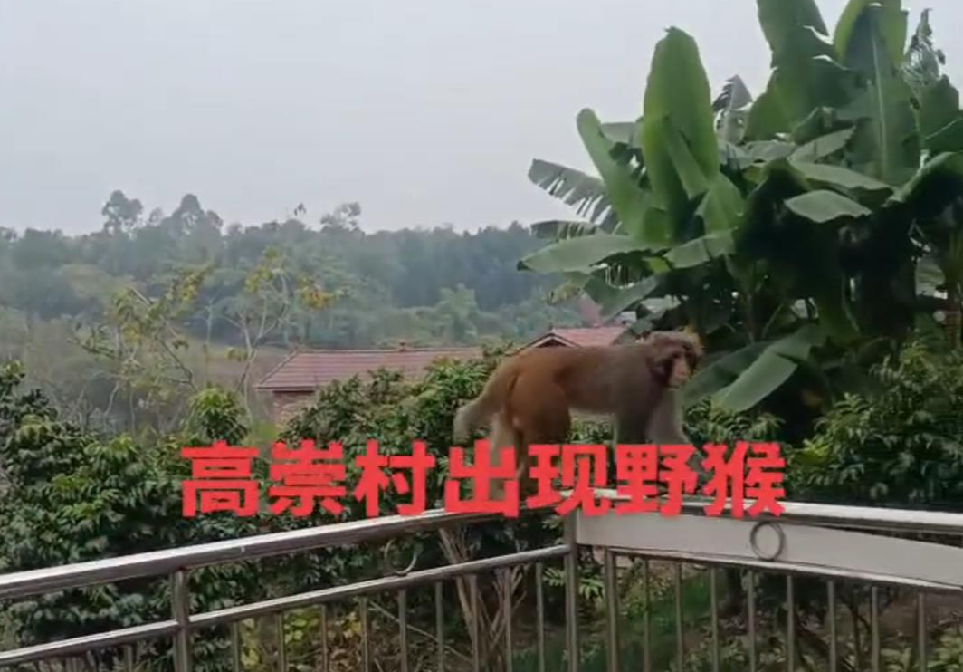 ▲椑木镇出现猴子 网传视频截图