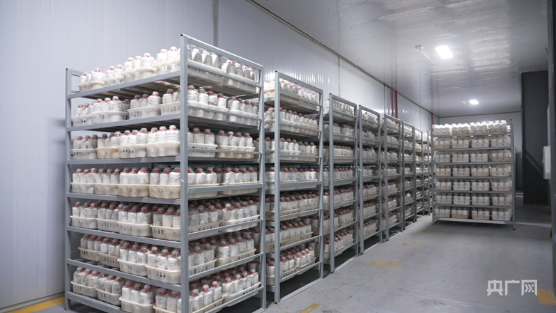 菌种实验室里的菌棒（央广网记者 付美斌 摄）