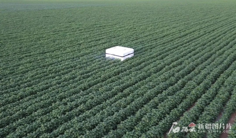 7月7日,在昌吉市榆树沟镇棉田里,棉花激光打顶机器人正在工作。新疆大学供图