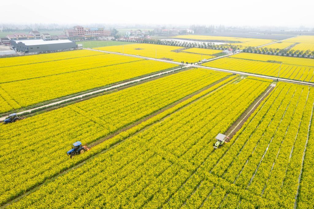 近日，在湖南省沅江市草尾镇乐园村，村民操作旋耕机翻耕芥兰绿肥（无人机照片）。新华社记者陈思汗 摄