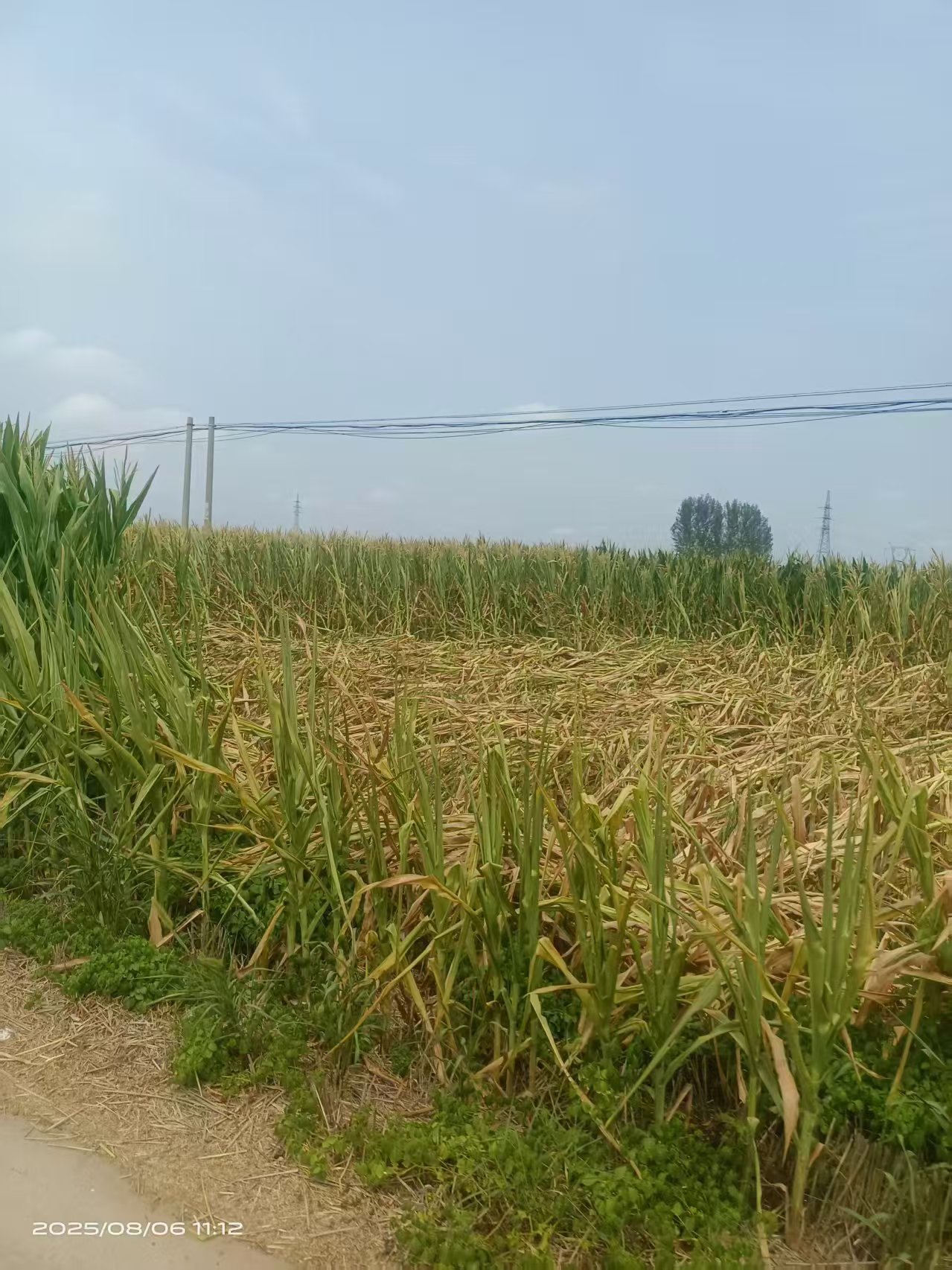 8月6日,小张所在村庄玉米地的现状