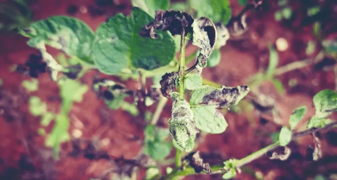 遭受晚疫病侵染的马铃薯叶片。