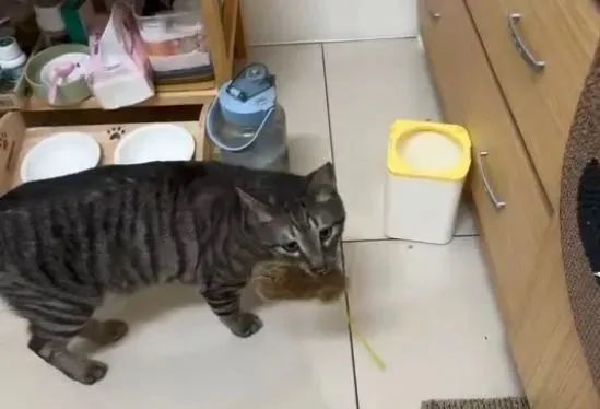 ▲铲屎官帮「震惊猫」按摩 主子呆萌脸困惑但瞇眼享受。 (图/Threads@lin.1488提供,请勿随意翻拍,以免侵权。 )