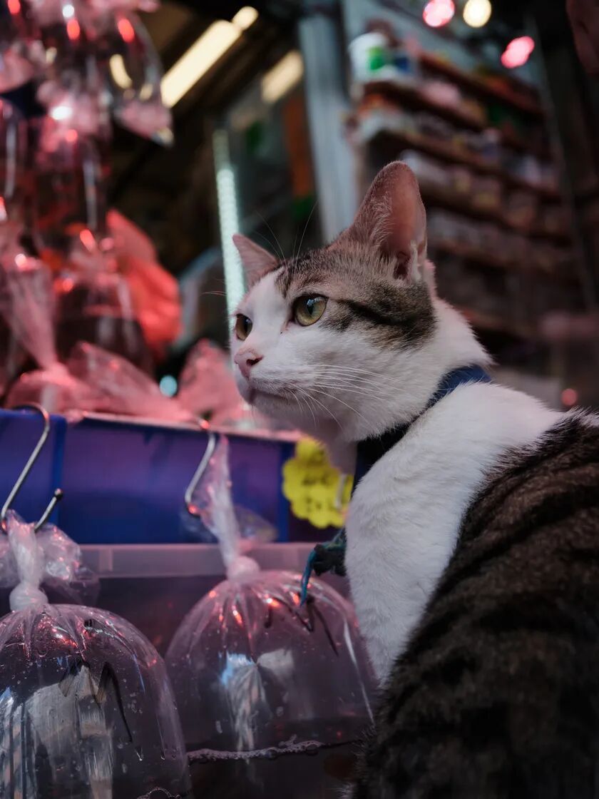 中画幅的街头革命:富士GFX100RF香港漫游