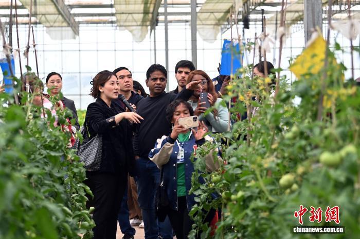 图为学员在皋兰县一农业合作社考察　中新社记者　九美旦增　摄