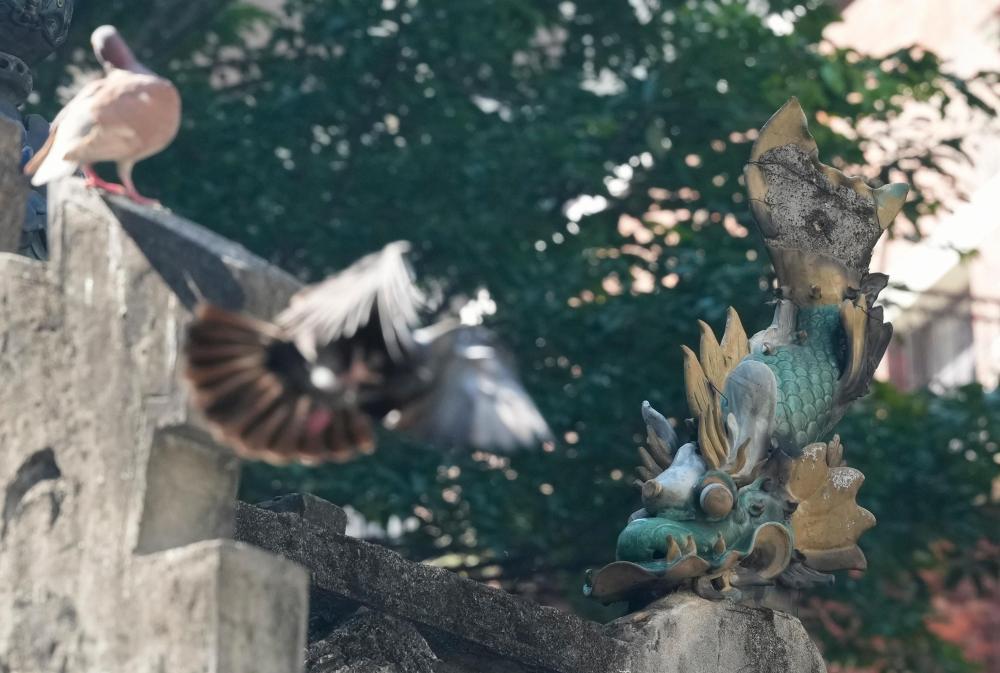 11月12日,在香港的文武庙屋顶上,立着鳌鱼的雕塑。新华社记者 吴鲁 摄