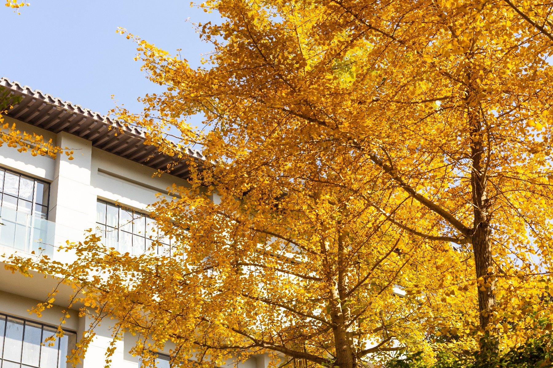 20251105武汉黄陂清凉寨秋景-12