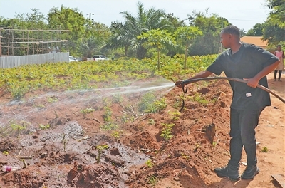 托比亚西&middot;曼戈莱在农场灌溉。　
