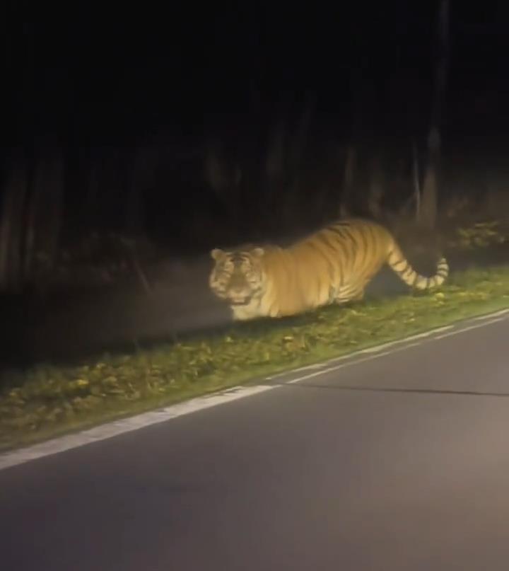 夜虎狐 男子称在长白山国道夜遇野生东北虎，大喊“本地的”引老虎对视5秒_凤凰网