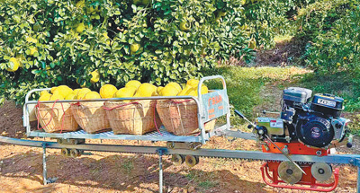 小柚子长成大产业(乡村观察)——对三地柚子产业链的一线探访