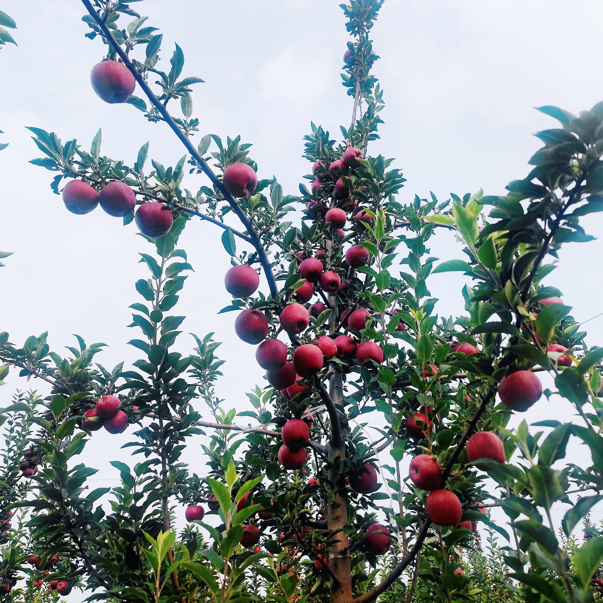 苹果树上挂满了红彤彤的果实