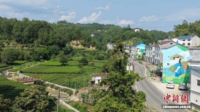 落佛村生态茶园。周星亮 摄