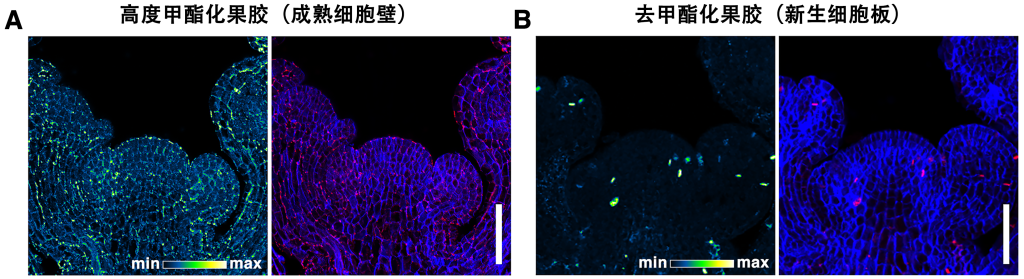 细胞壁是植物“长寿秘诀”所在?中国植物干细胞研究取得重要进展