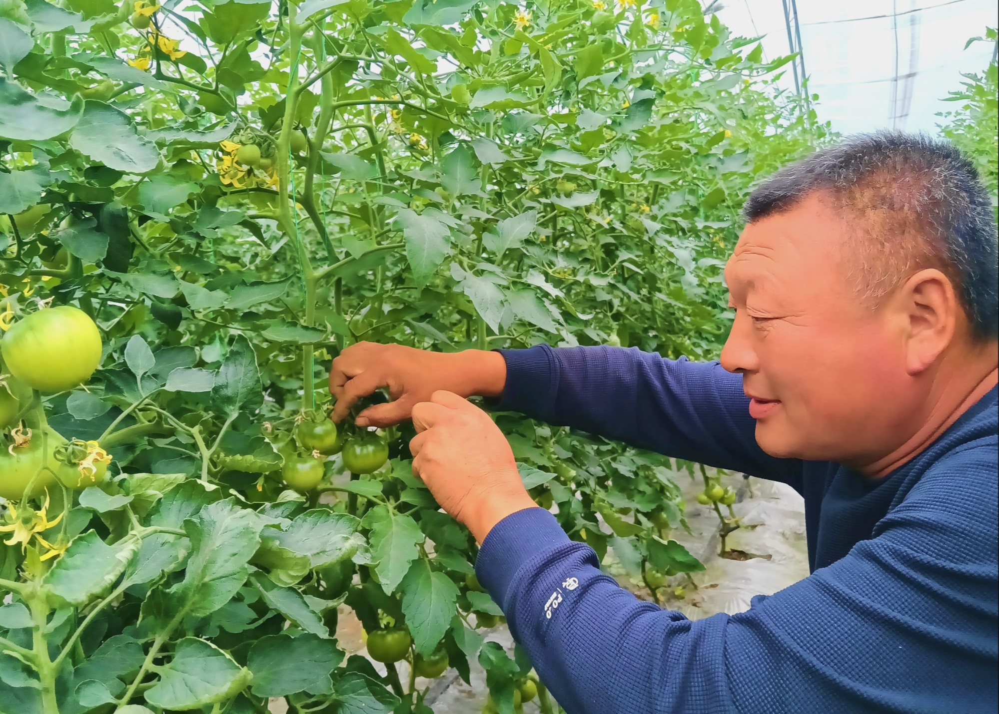 种植户杨永太查看西红柿长势（央广网记者陈显春 摄）