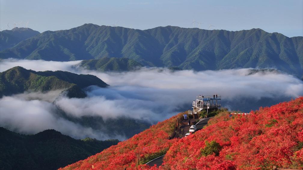 5月1日，在湖南省永州市双牌县阳明山国家森林公园，游人在高山野生杜鹃花海里赏花游玩（无人机照片）。新华社发（何红福摄）