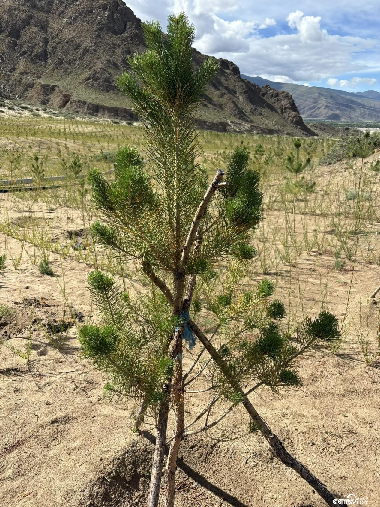 拉萨南北山绿化工程贡嘎段11号片区种植的樟子松幼苗(摄影 李婷婷)